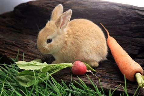 兔子可以吃桑葉嗎